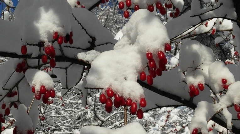 2631853F5661214B06EC79