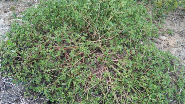 2106F73857E4682602AE79