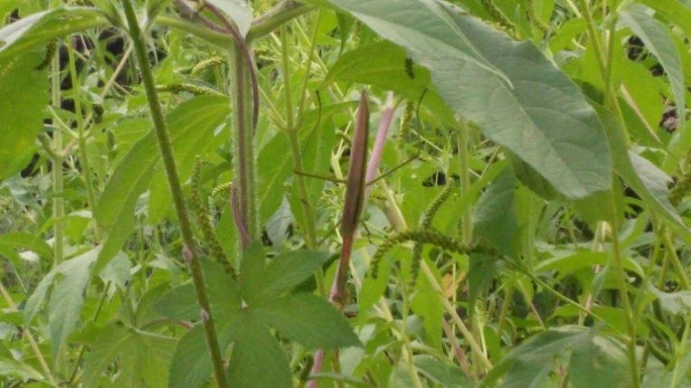 271D8F4D57BCEBE3370770