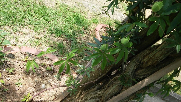 234B4F4D5795A231185523