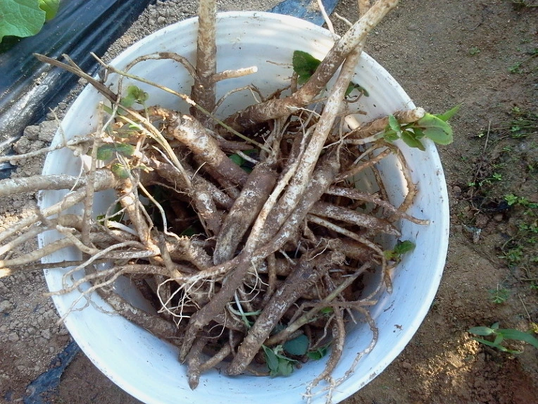 20436E394E66D839179C1E