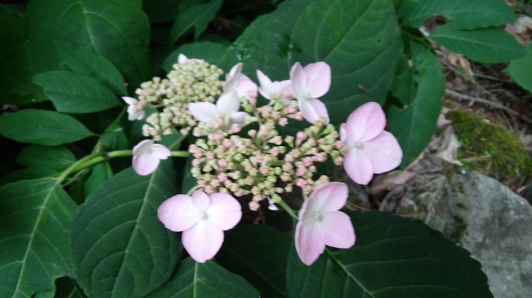 214C2C4059557C9D1EC419