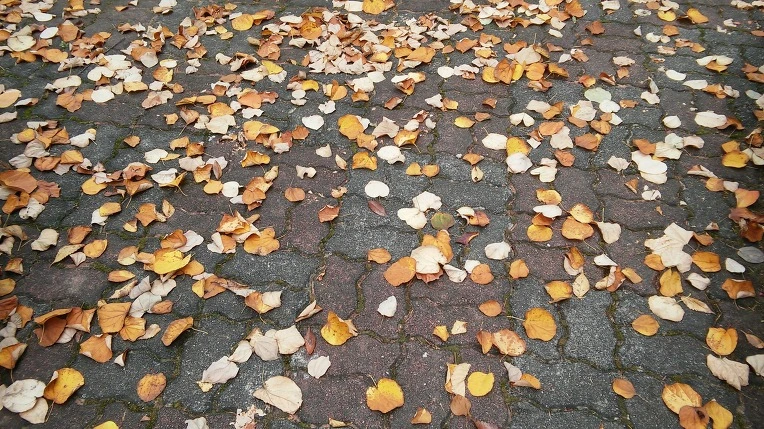 2506853A5625E5503D5C74