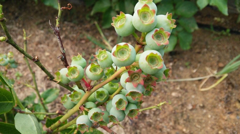 236397445745885A0374EC