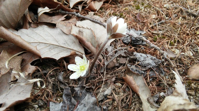 2777144156F4DC8F385323