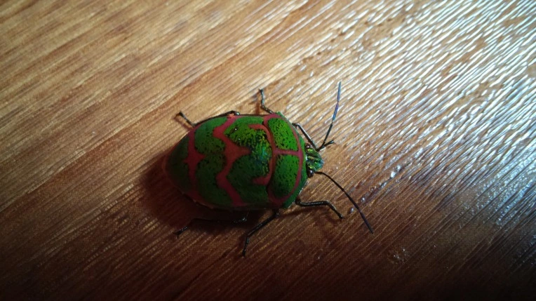 9918333359A1F663245EB7