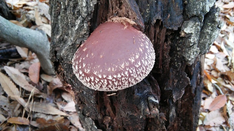 2712FE4856499AD501272B