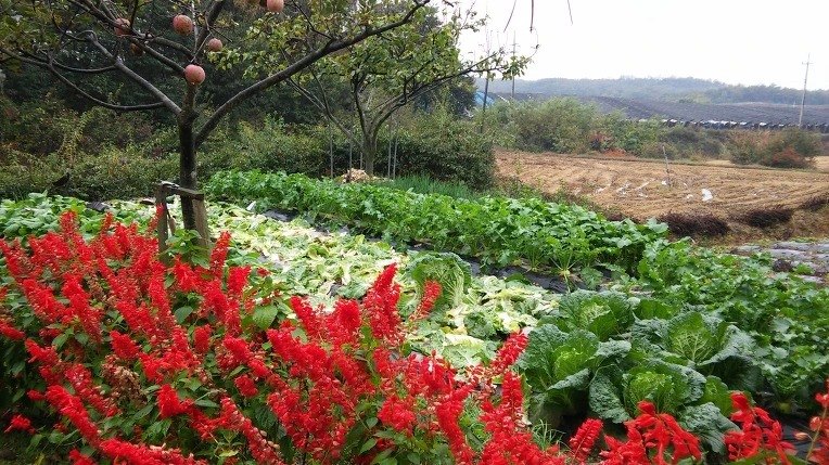 2338B73F58217A8B2FCBA3