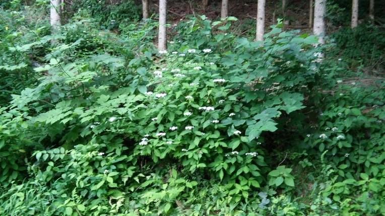 2220D43E59557BC32D62CE