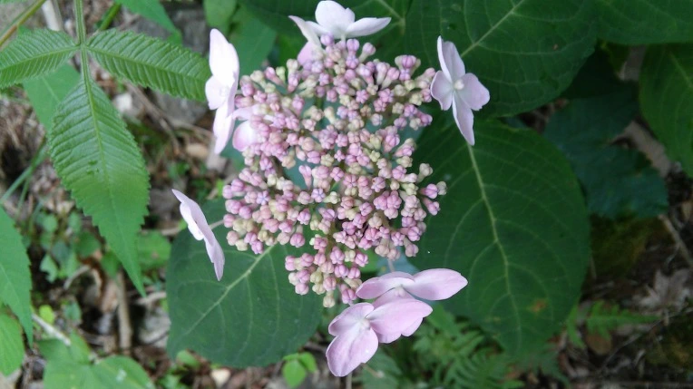 272AA03E59557BD129C154