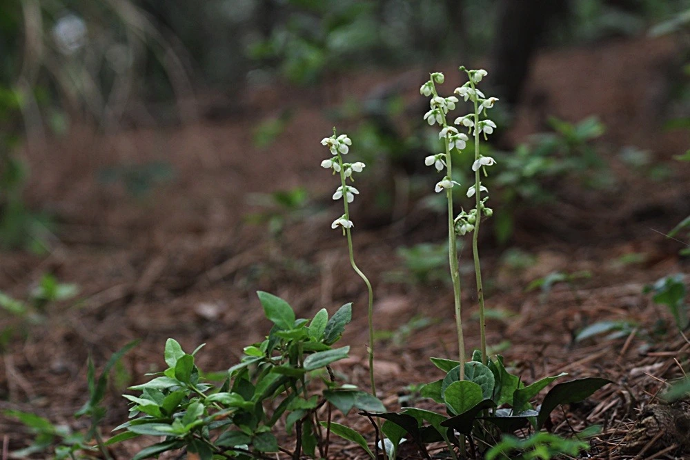 2745BD4953954223154F01