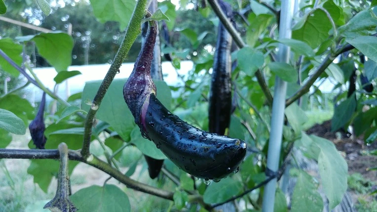 997D9E385B6F7996072D6C