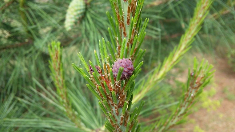 223E183C5747BA600A195E