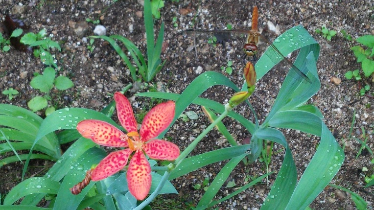 99C8E3335984FD421F467F