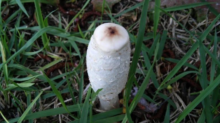 27453941577890F50A218A