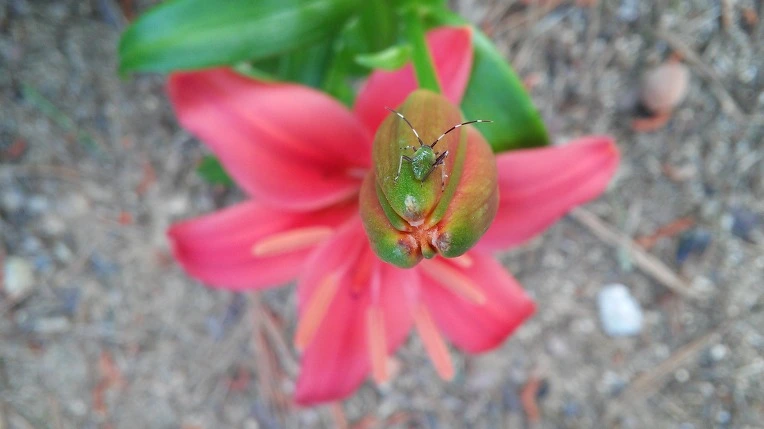 2510E635575A1F150C7A35