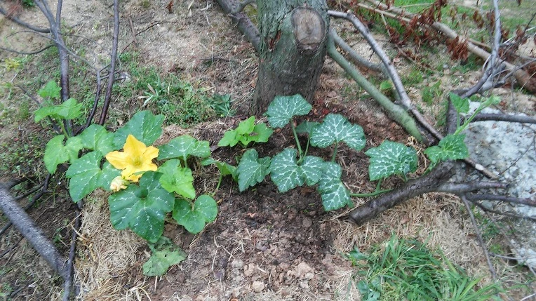 211EED43575617621B7545