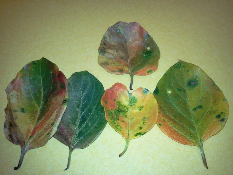 215D983A5424173C34C507