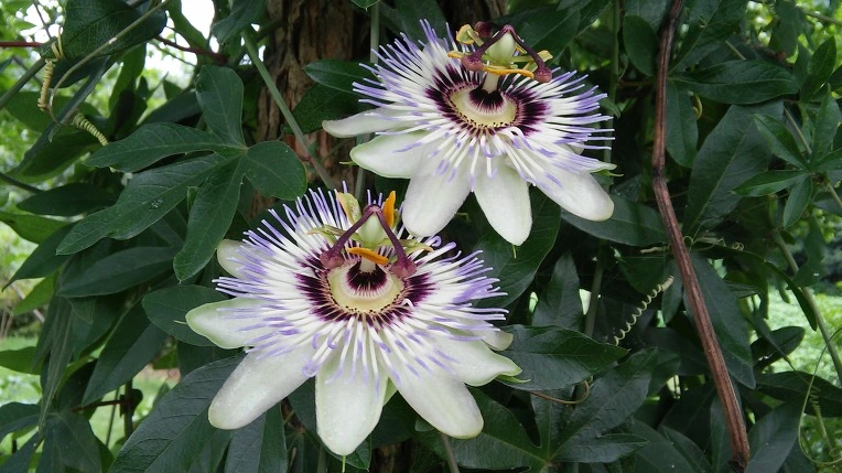 2776394257AA8BCB0F51E1