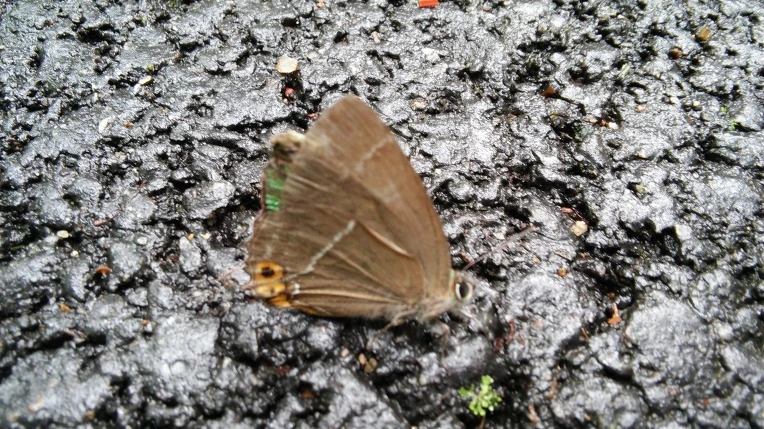 24143834559EFB442493F6