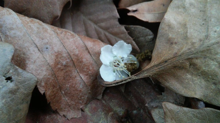 2619414E572696E405BF13