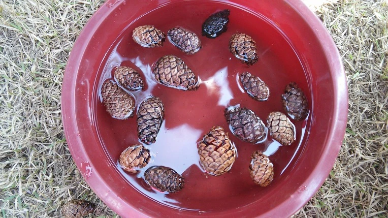 2379594F56FE1C2B264C24