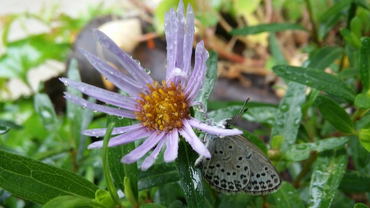 21DE2E33597D093919263B