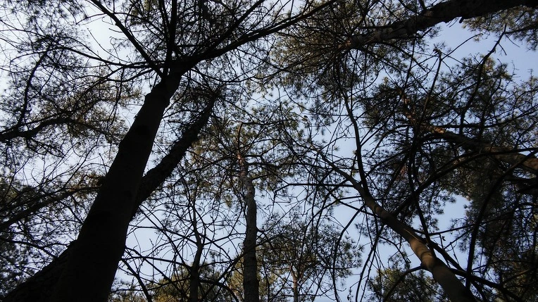 250DBD4C58B366492BE7E7