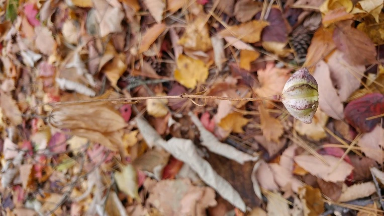 9909A94B5DBE6AE4011AAB