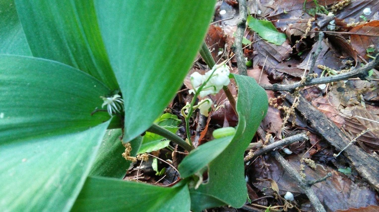 25788C4F572929AD0E42EB