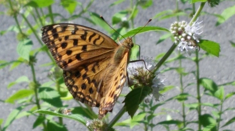 2409523F5699F86D320BFF