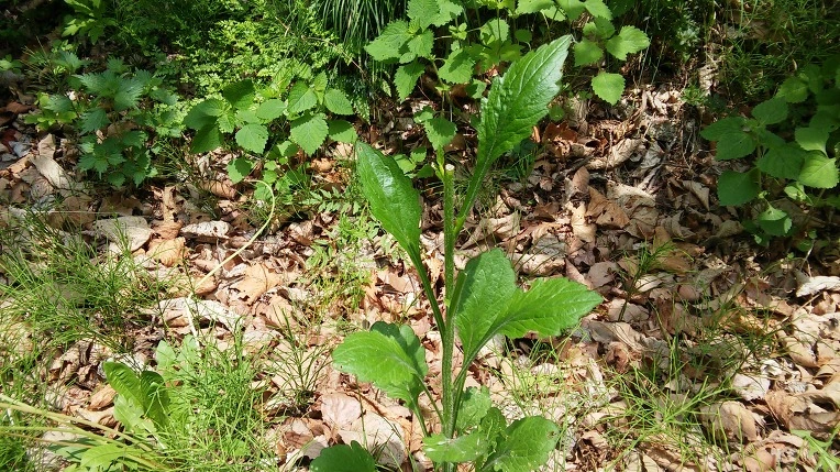 244FA03959290FF5023E3D