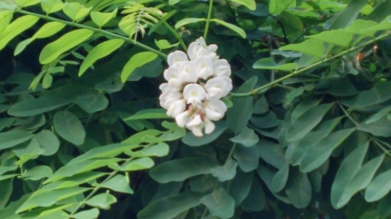 237E9C38575A1EB901A1E1