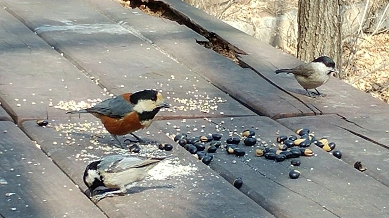 99545F385C8861F411D80F