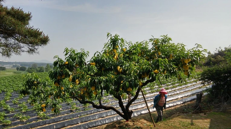 255EE741574E50E7289CC8