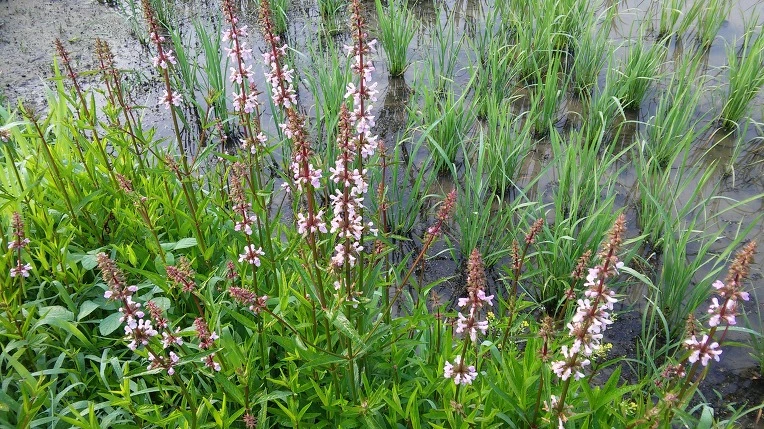 21139535575A1EF50CB164