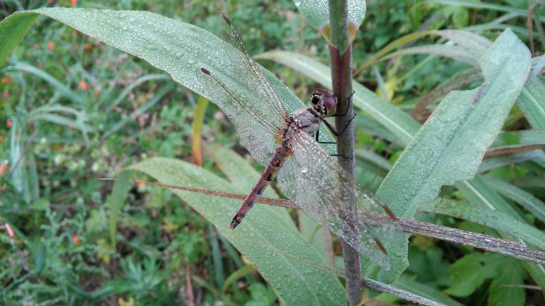 23334C4A57E701FD1AD228