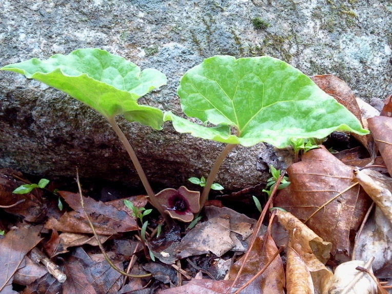 141F45394DB6681E340EFB