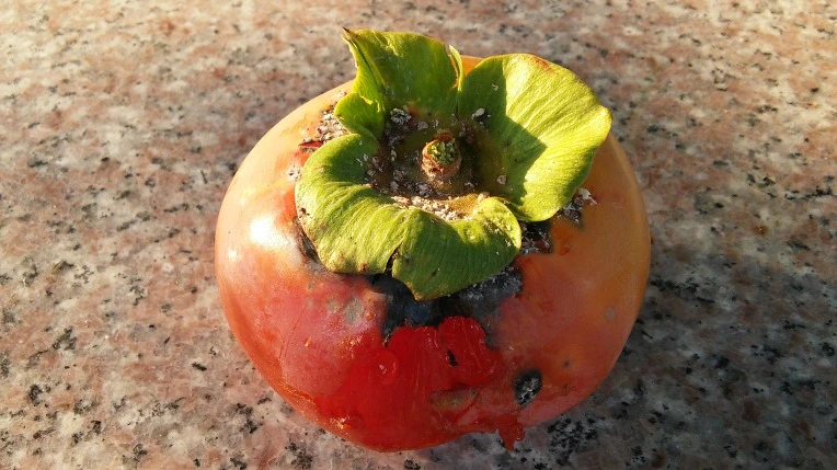 211F003957E3A3340995BD