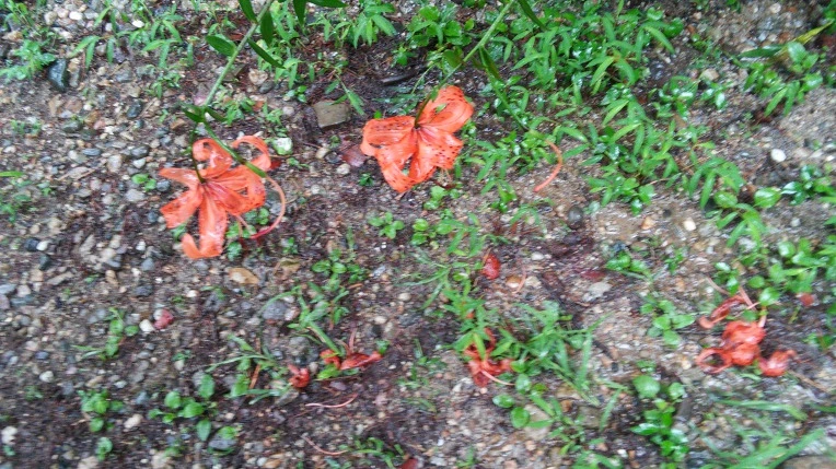 99F73033598F7C991793BE