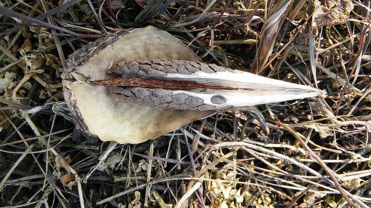 2635BF3A56B30B9B27FB2B