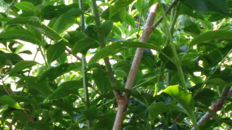 254B4D38574FC0E902EDA0