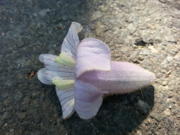 261DC43F536DEACE17D629