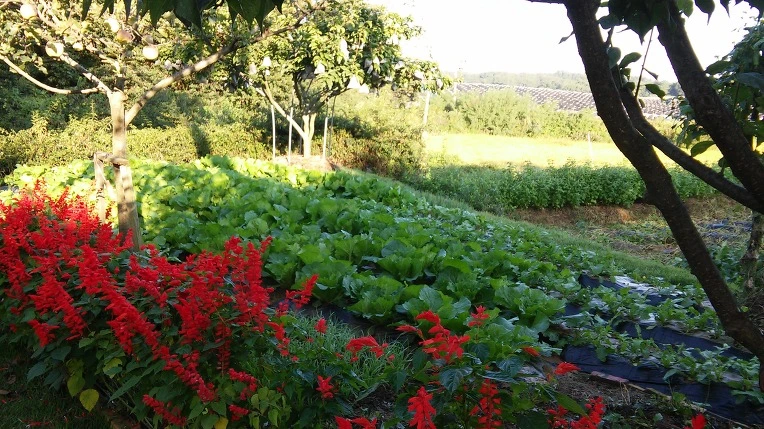 2123A13957E3A31B04EA81