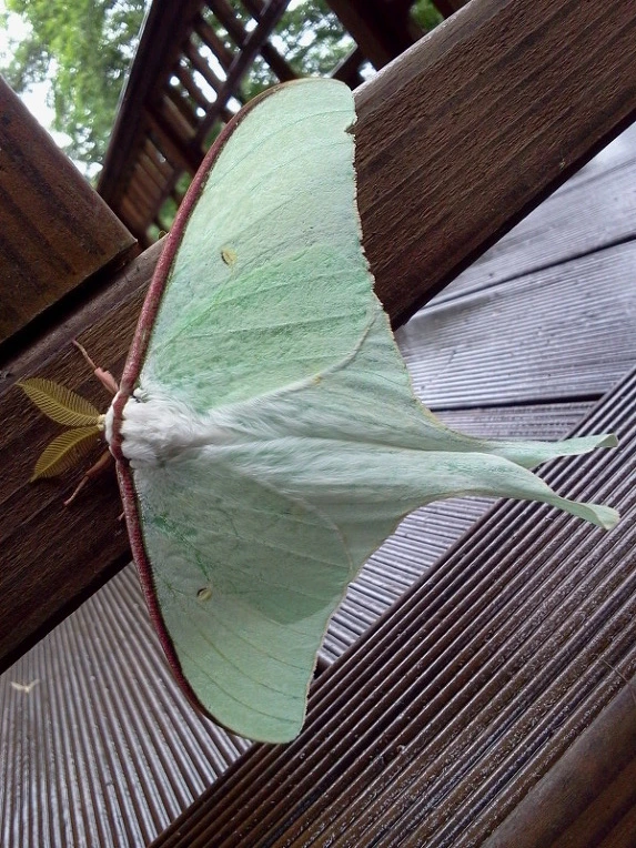 173C1C594E06D18921235F