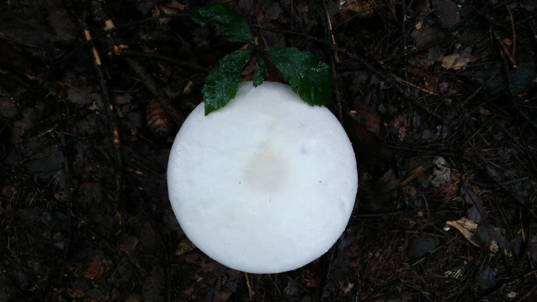 9977933359961B94238169