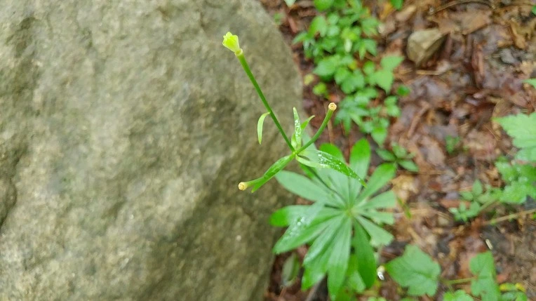 9992853A5DBE6263011895