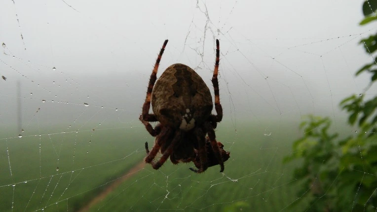 23619547579FED411FEB6D