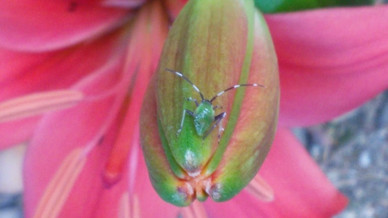 22136435575A1F1A0B4AAB