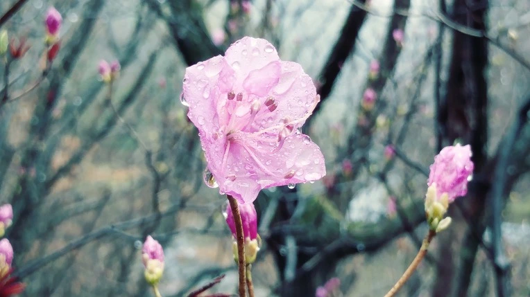 991BC1365E7D5CA72FDDAC